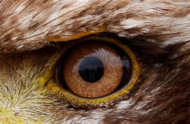 golden eagle eye looking down
