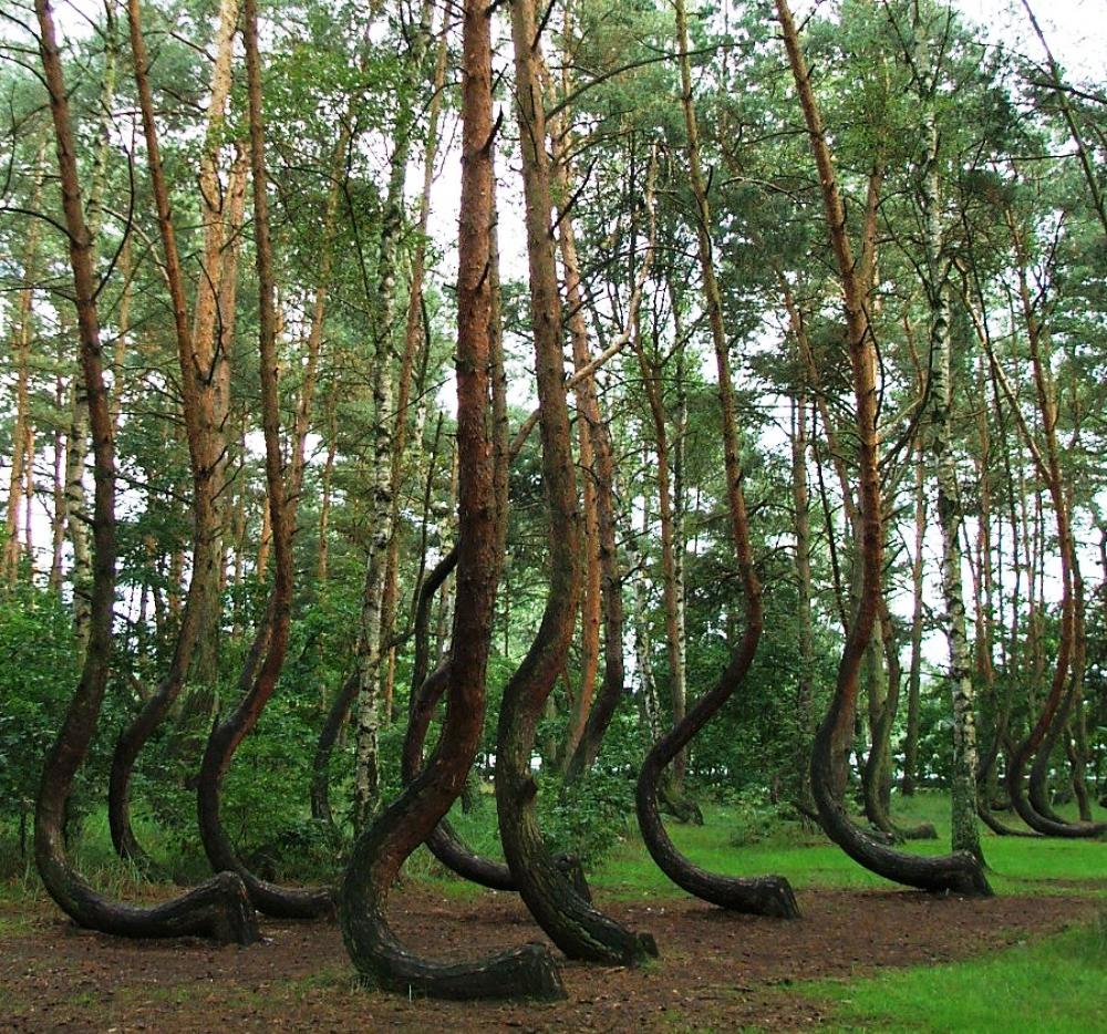 10 самых необычных и странных лесов на планете T-9