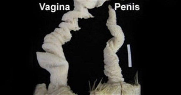 Утиные пенисы