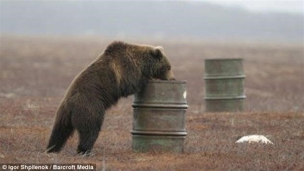 Медведи пристрастились к употреблению керосина