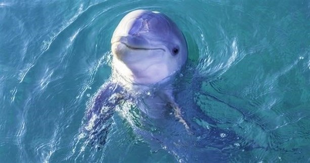 Дельфин научился говорить