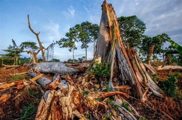 Вырубка лесов в Гане и Кот-д'Ивуаре