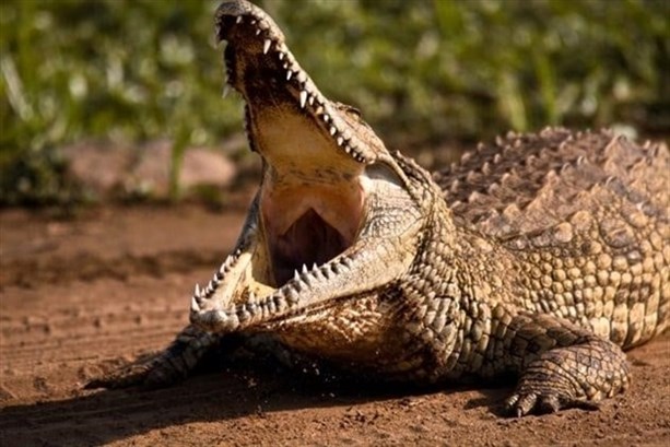 Секс с крокодилами