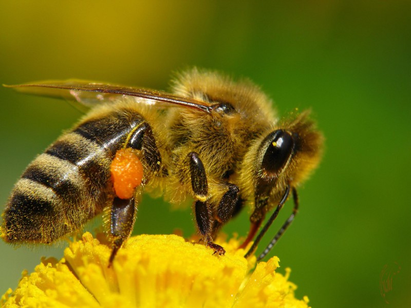 целебный мёд, северная пчела, бурзянская пчела