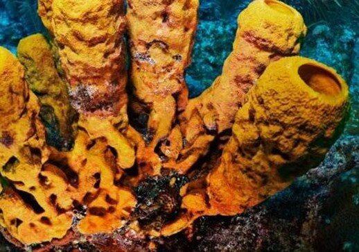10-sea-sponge_000019588164_small