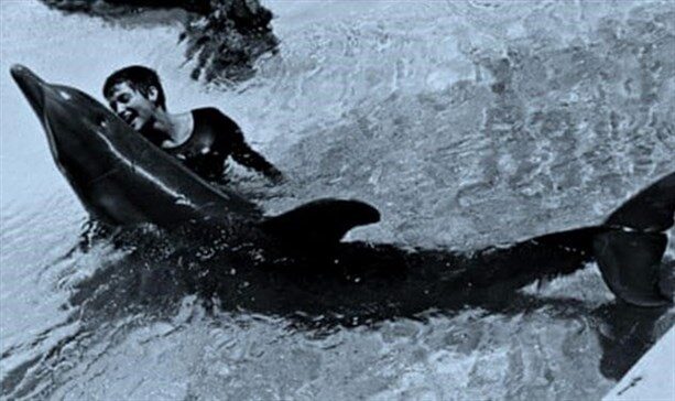 10a-margaret-lovatt-dolphin