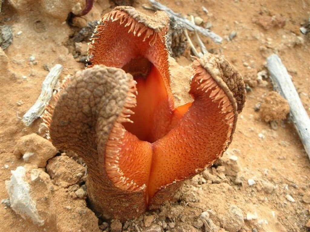 2-fimagenescom