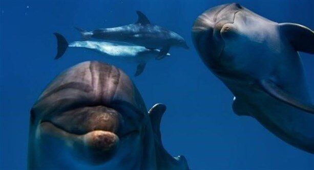 3-dolphins-on-lsd
