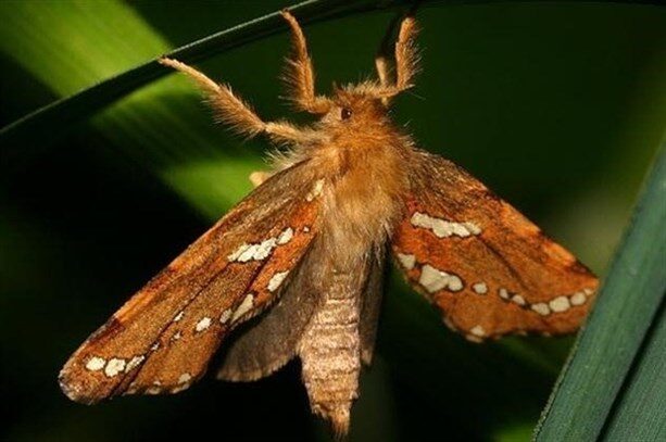 4-gold-swift-moth-2