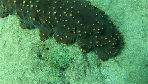 4-sea-cucumber