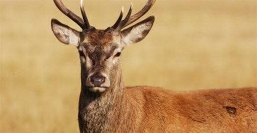 6a-deer-172387616