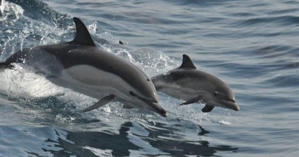 7a-bottlenose-dolphins-464573714
