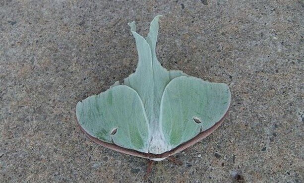 8-luna-moth