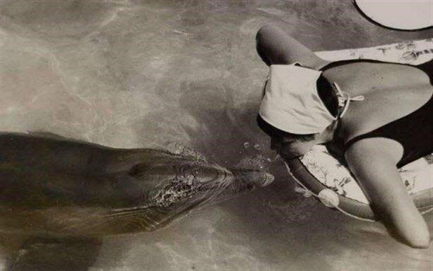 8-talking-with-dolphin