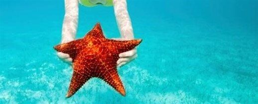 featured-starfish