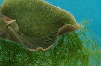 green_sea_slug