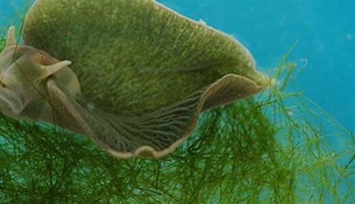 green_sea_slug