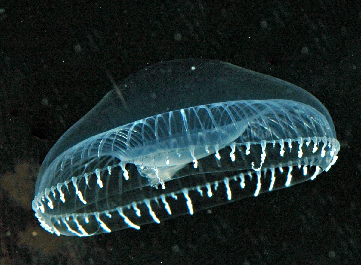 iz-dnk-meduzyi
