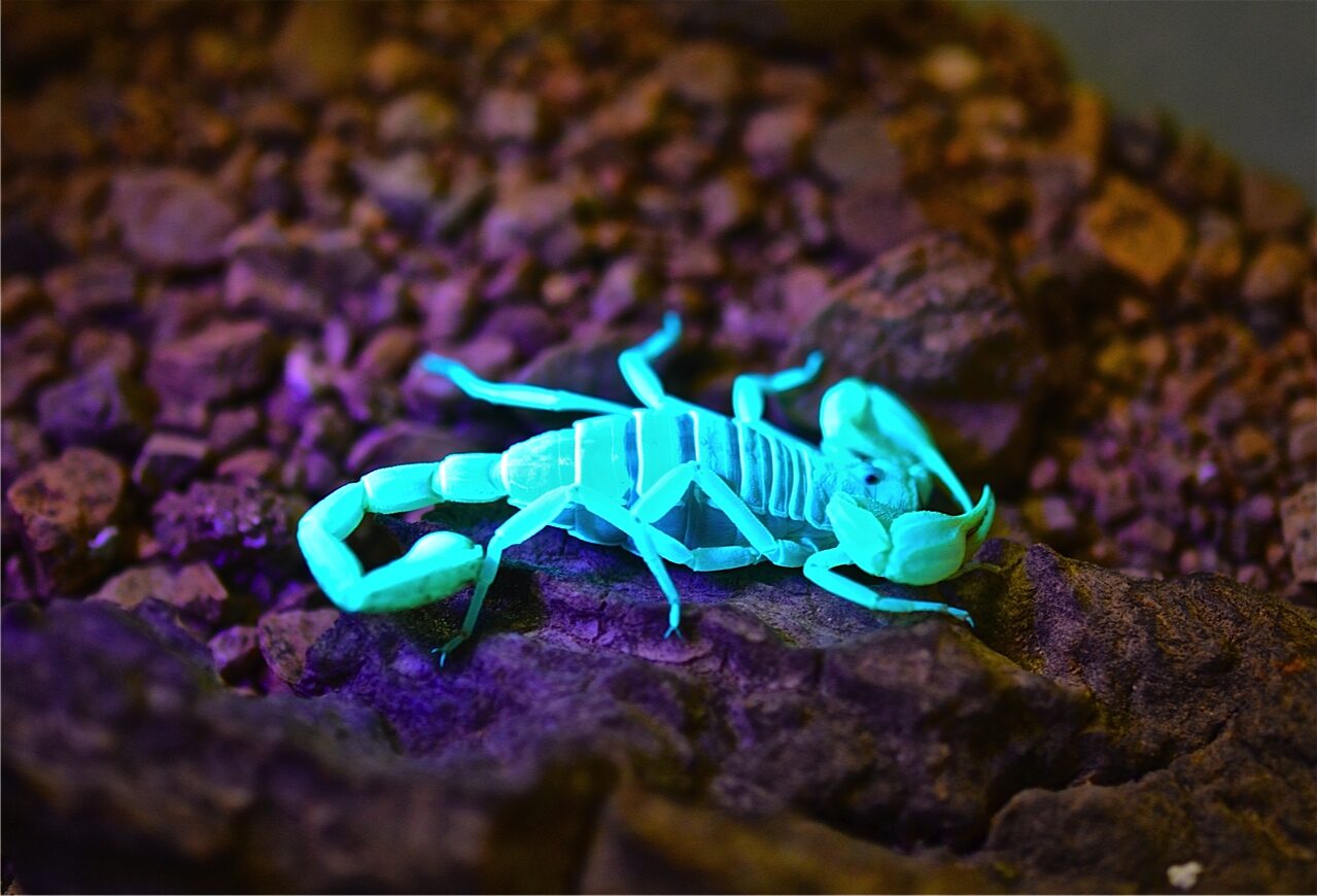 uvscorpion